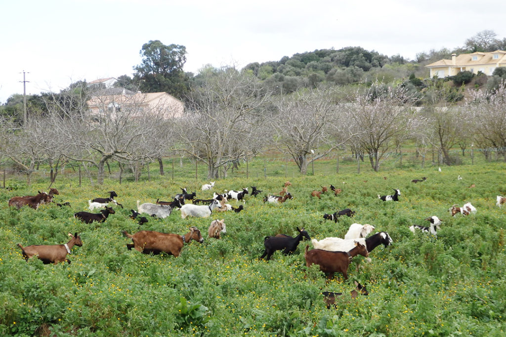 Herd of goats at Serra do Louro in Arrábida