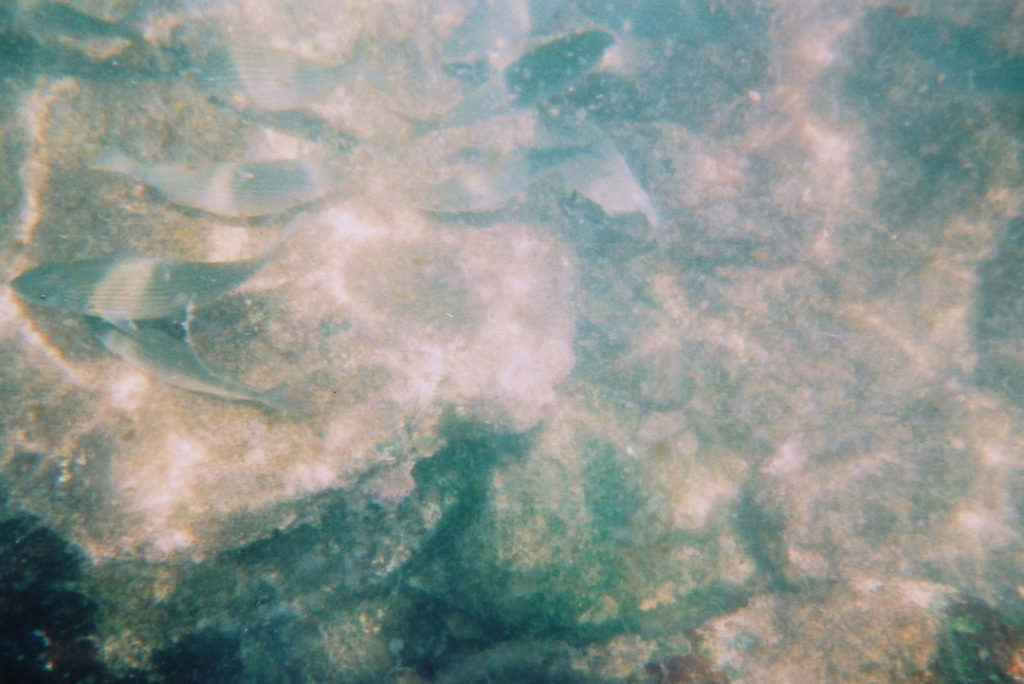 Fish swimming