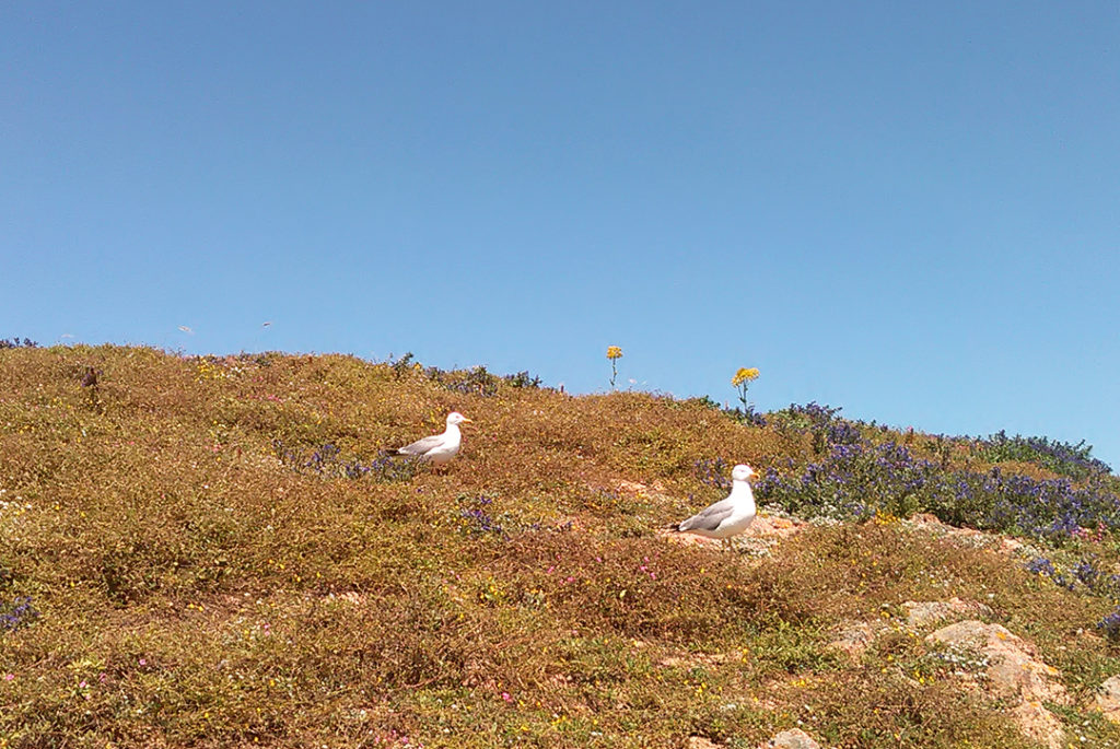 Seagulls at the Berlengas Island