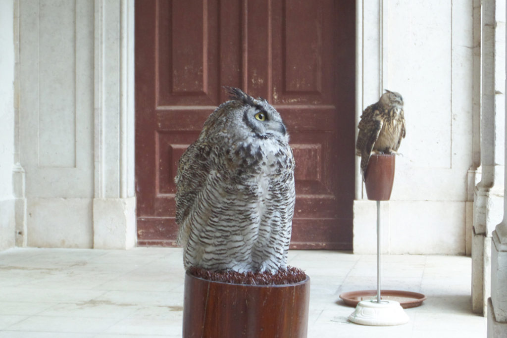 Owls at the palace