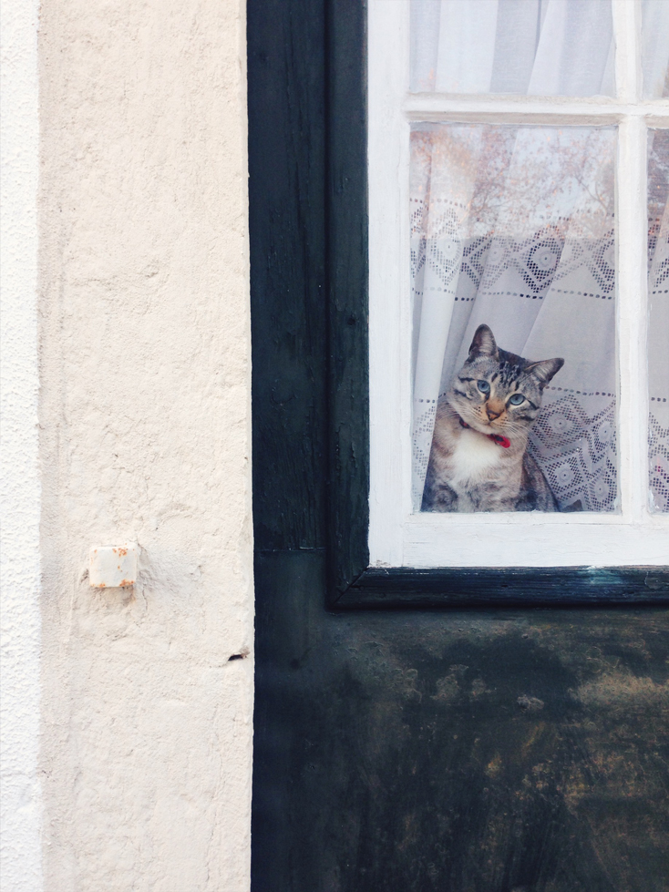 Cat by the window in Lisbon