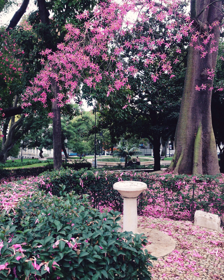 Flowers in a Lisbon park