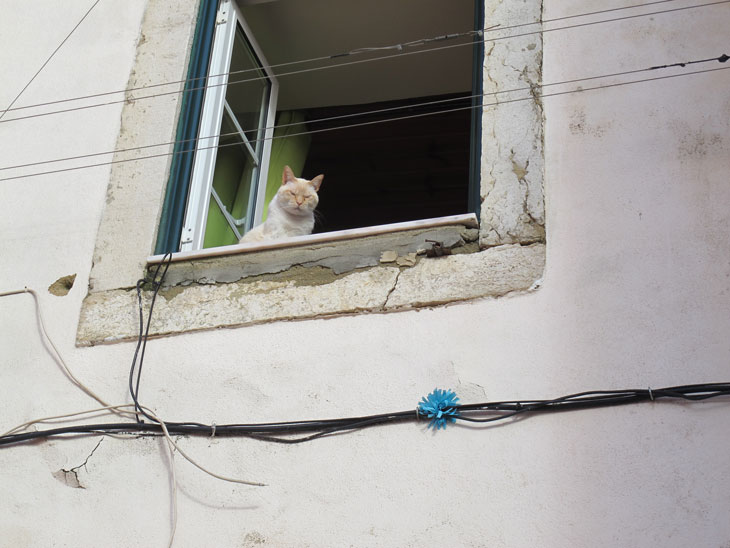 Lisbon cat