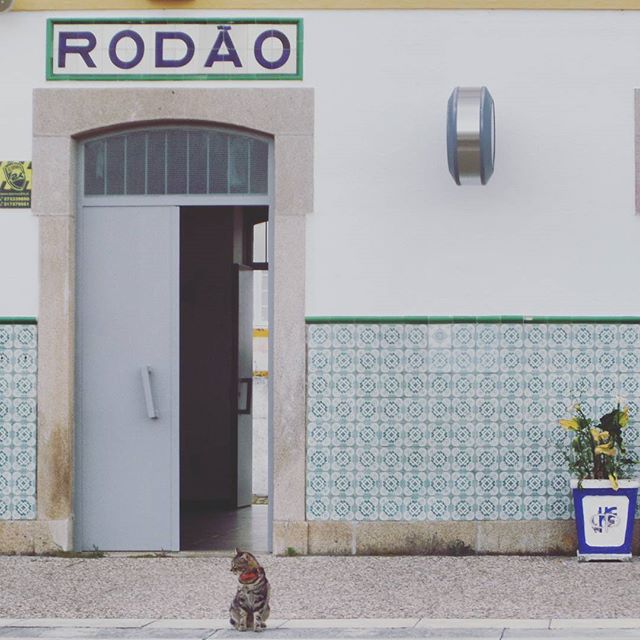 Cat at the train station in Ródão