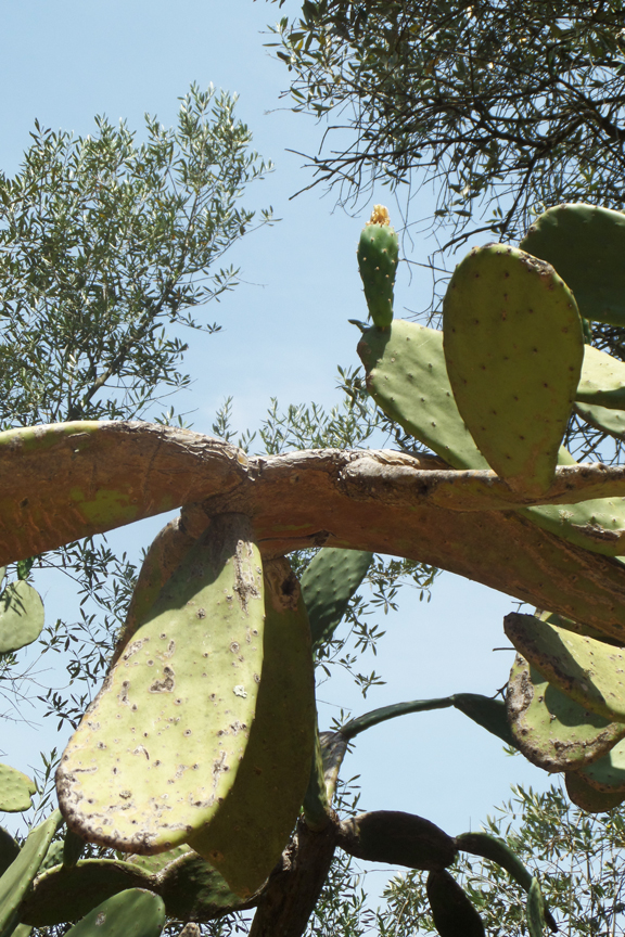 Cactus at Vila Nova da Barquinha