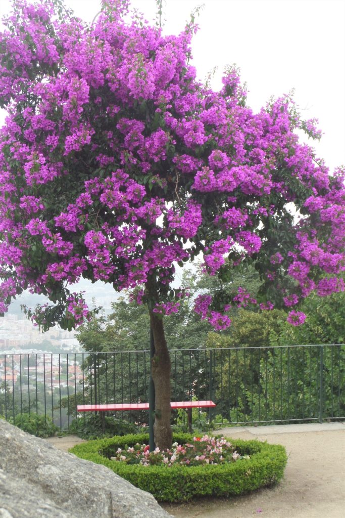 Bougainvillea tree at Bom Jesus do Monte
